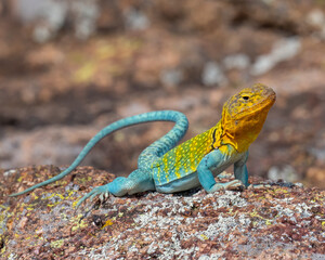 Male Eastern Collared Lizard, the state Reptile of Oklahoma