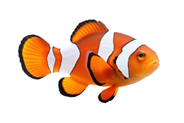 Clown Fish Swimming in Clear Blue Water Isolated on Transparent Background