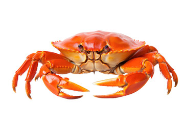 Crab with Raised Claws isolated on transparent background