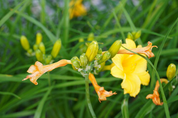 Close up of one blooming yellow flower of Stella D'Oro, Daylily. Green leaves and buds background. Tallinn, July 2024