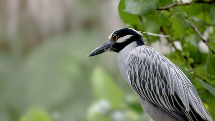 a close up side on shot of a black-capped night heron perching in a tree at a wildlife sanctuary of florida, usa