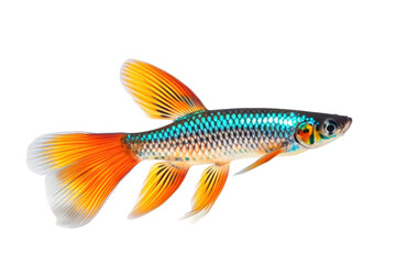 Vibrant Guppy Fish with Colorful Patterns isolated on transparent background