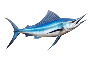 Marlin Fish Leaping Out of the Ocean in a Dramatic Splash isolated on transparent background