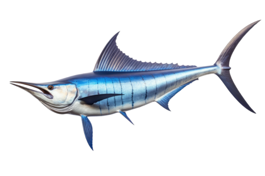 Close-Up of a Vibrant Marlin with Its Long Bill and Sleek Body isolated on transparent background