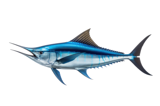 Marlin with Distinctive Blue and Silver Coloring Swimming Underwater isolated on transparent background