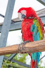 Colorful parrots macaws sitting on perch