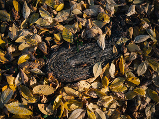 Autumn leaves on the ground