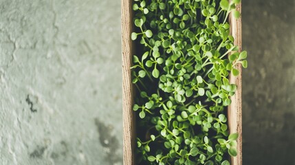 Eco-friendly Microgreens in Handmade Wooden Container - Natural Light, Sustainable Gardening Practices, Close-Up Image