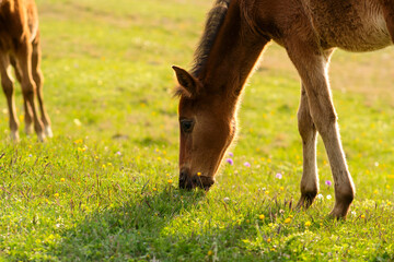 Brown foal grazing on grassy field.