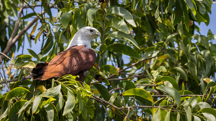 Fototapeta premium Brahminy Kite Perches on a Branch