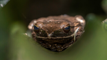 Close Up of a Common Tree Frog on a Leaf