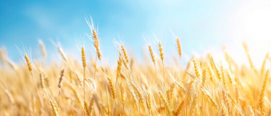 Wheat Field under Blue Sky