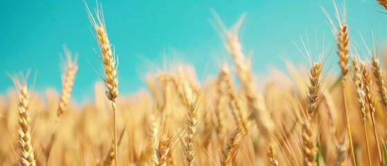 Fototapeta premium Wheat Field under Blue Sky