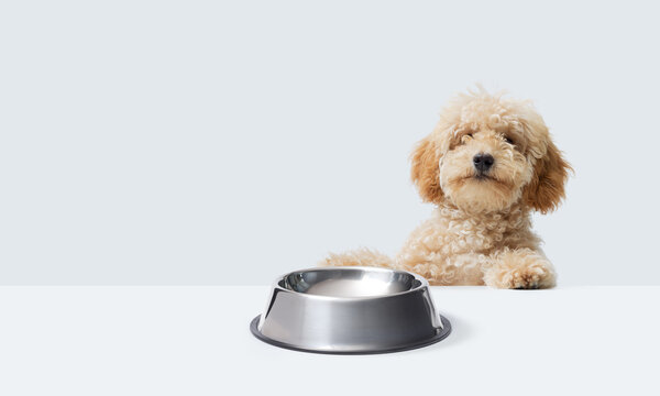 Cute Poodle and empty bowl