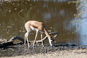 Springbok (Antidorcas marsupialis) drinking at a waterhole in the Kalahari