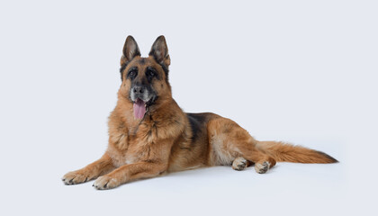 Senior female German Sheperd lying down