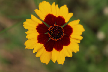 Close-up of yellow and brown Indian blanket flower. Gaillardia plant in bloom on summer in the meadow