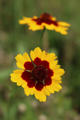 Close-up of yellow and brown Indian blanket flower. Gaillardia plant in bloom on summer in the meadow