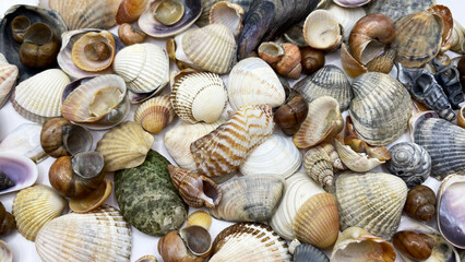 Lots of shells. Shells on a white background. Seashells background. Shells macro photo