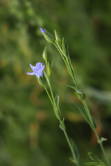 Close-up of blue Flax flower on plant. Linum usitatissimum 