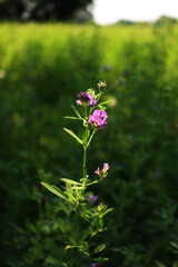 Purple alfalfa flower in the field into the sunlight. Medicago sativa cultivation in bloom on summer