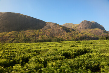 Fototapeta premium landscape with tea estate and mountains