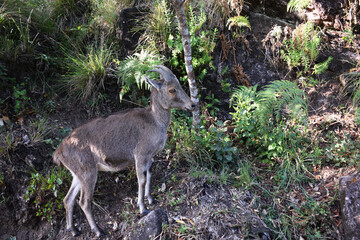 Mountain goat in the forest