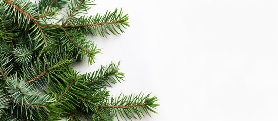 Obraz premium Pine Leaves Frame with White Background