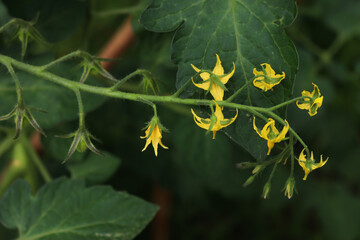 Flowering cherry tomato plant in the vegetable garden. Yellow Solanum lycopersicum flowers on summer 