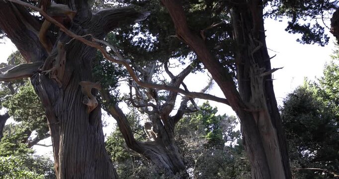 A tall Japanese juniper tree in Osezaki Shizuoka