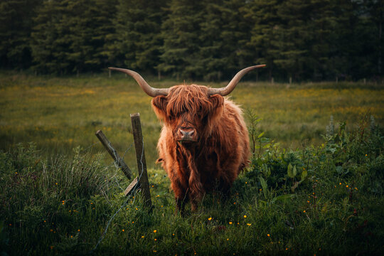 scottish highland cow