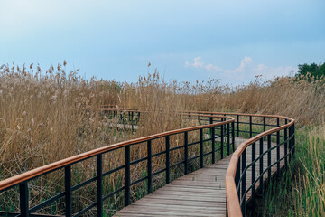 Eco path wooden walkway in Lukomorie, ecological trail path - route walkways laid in the forest, in St. Petersburg, Russia.