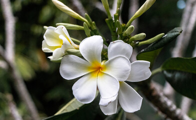 white frangipani flower, flower in tree 