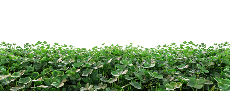 Green clover field, cut out