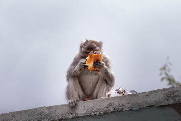 Brown monkey sitting while eating bread in Pusuk Sembalun, Lombok, Indonesia