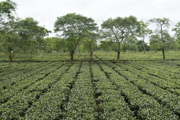 Monabarie Tea Estate at Biswanath District of Assam is Asia's Largest Tea Estate.