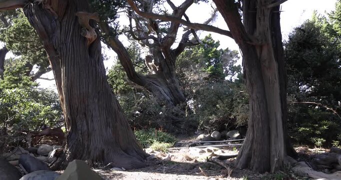 A tall Japanese juniper tree in Osezaki Shizuoka