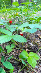 Wild strawberries in the forest. A strawberry bush in close-up in the forest.