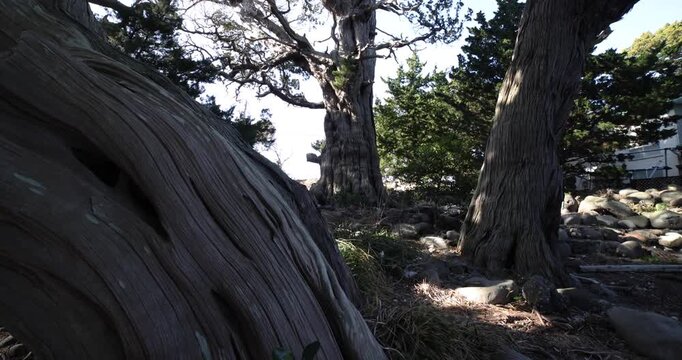 A tall Japanese juniper tree in Osezaki Shizuoka wide shot tilt up