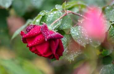 Rose flower in drops of water in the park