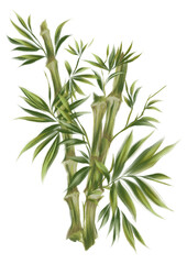 Bamboo Illustration