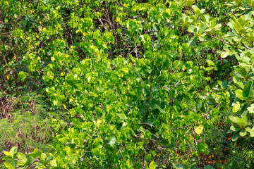 Green trees in a tropical park as a background
