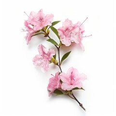 Naklejka premium 3D Azalea Flowers on White Background