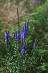 Obraz premium Veronica spicata, spiked speedwell plant with blue flowers.