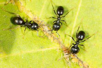 Ants collect aphids on a tree leaf. Macro