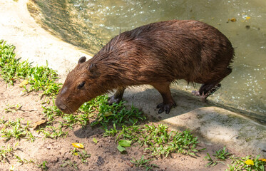 Portrait of a capybara in the zoo