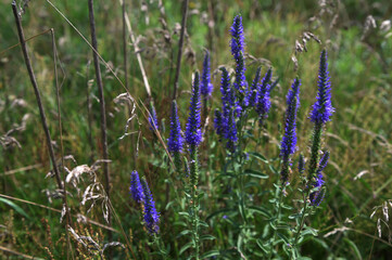 Veronica spicata, spiked speedwell plant with blue flowers.