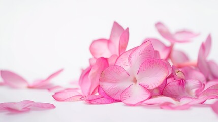 Obraz premium Flower Petals on White Background