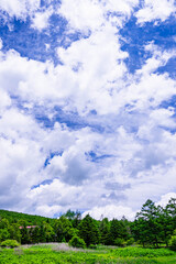 夏空と高原　