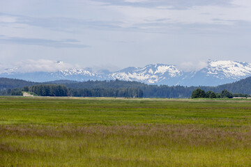 landscape with meadow